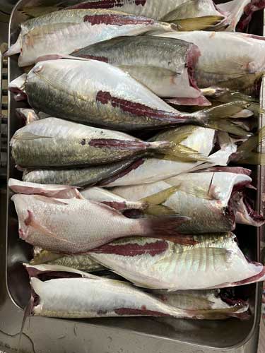 釣果