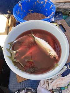 釣果