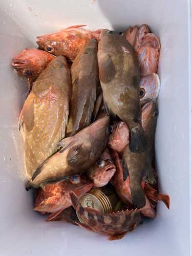 釣果