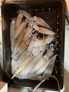 釣果