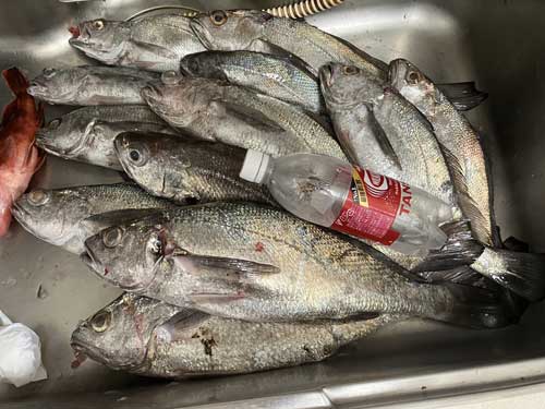 釣果