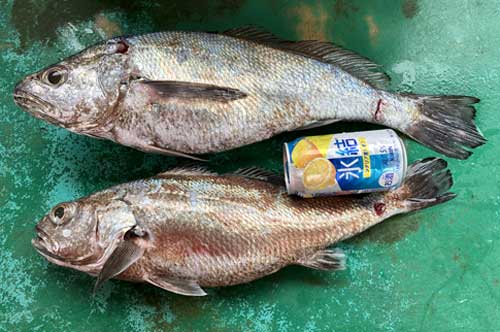 釣果