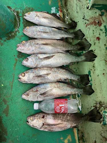 釣果