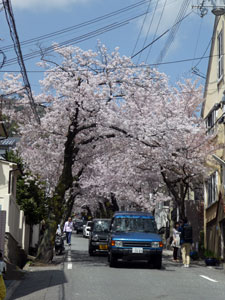 桜坂