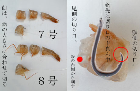 ウマヅラの餌の刺し方